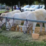 Nimbin Country Show