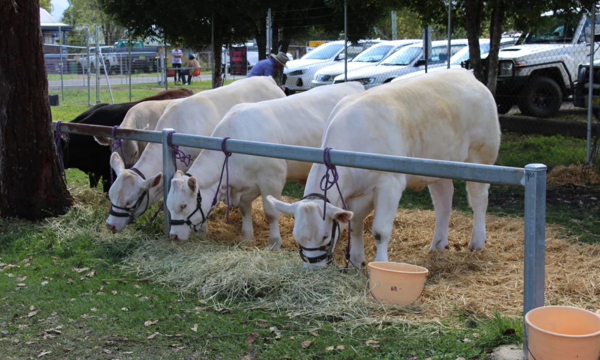 Nimbin Country Show