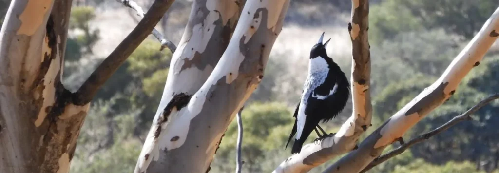 Australian Magpie