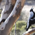 Australian Magpie