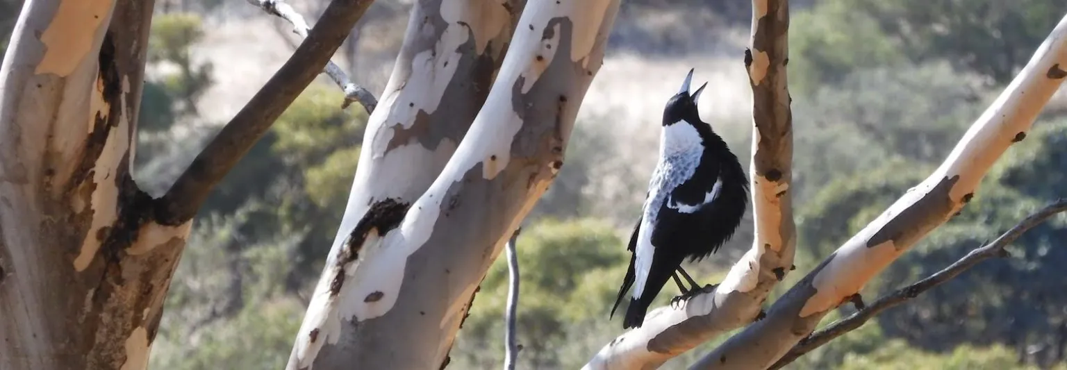 Australian Magpie