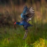 Photography by Diana Anderson