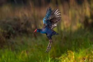 Australasian Swamphen