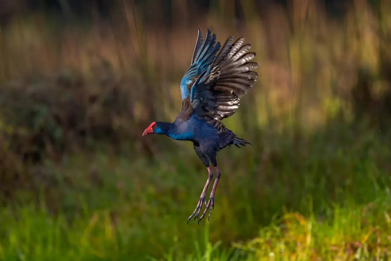 Australasian Swamphen