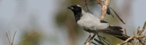 Black-faced Cuckooshrike