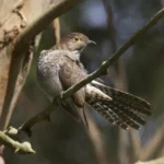 Fan-tailed Cuckoo