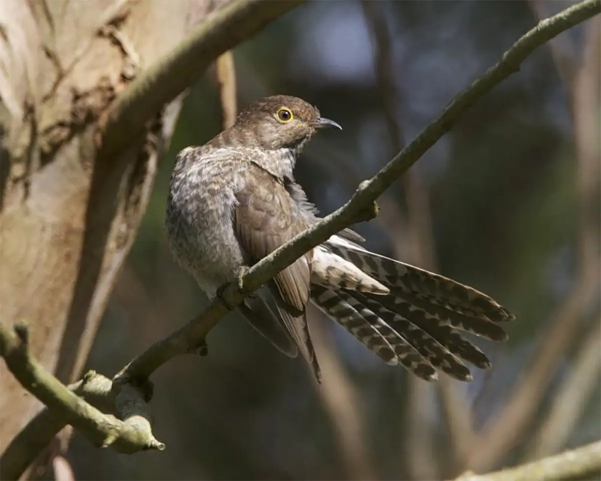 Fan-tailed Cuckoo