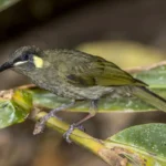 Lewin's Honeyeater