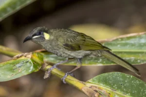 Lewin’s Honeyeater