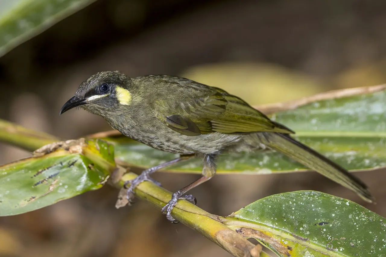 Lewin’s Honeyeater