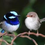 Superb Fairy Wren