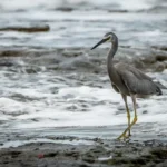 White-faced Heron