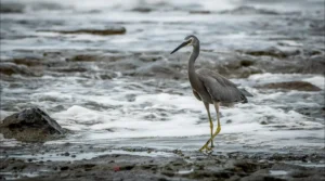White-faced Heron