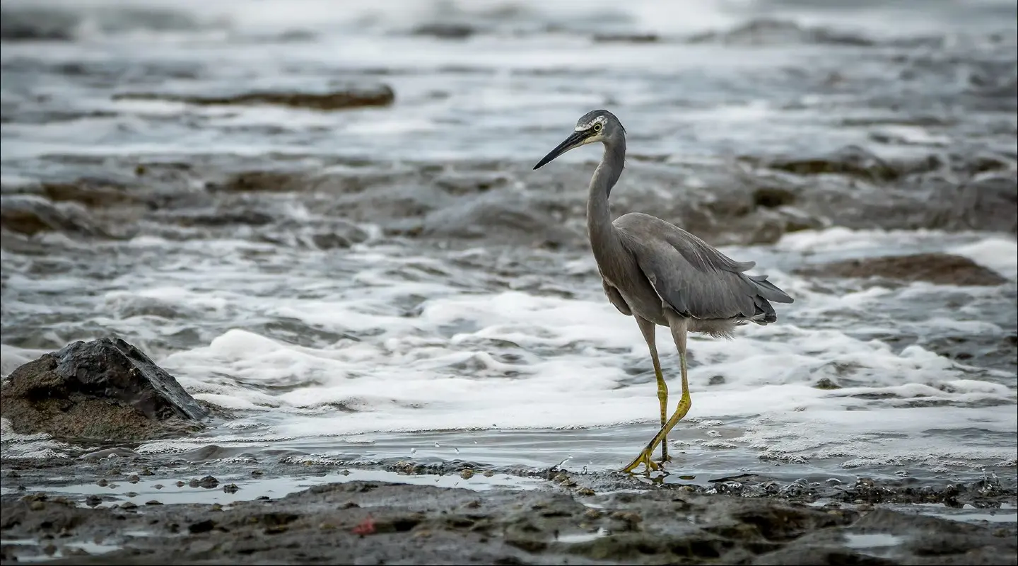 White-faced Heron