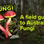 Australian fungi, Nimbin Hemp Embassy