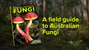 A Field Guide to Australian Fungi by Bruce A. Fuhrer