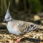 Crested Pigeon Nimbin