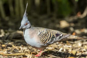 Crested Pigeon 