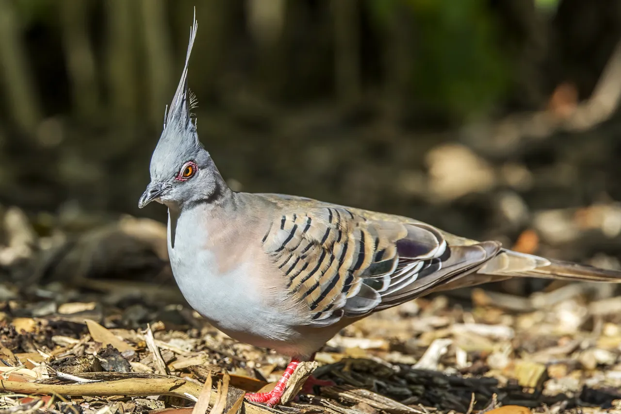 Crested Pigeon 
