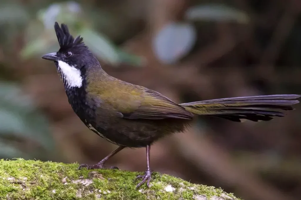 Eastern Whipbird, Photography by John Barkla