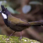 Eastern Whipbird, Photography by John Barkla