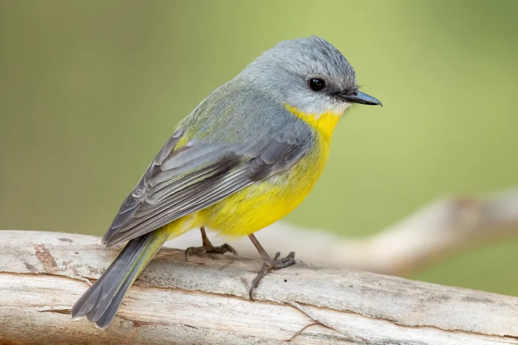 Eastern Yellow Robin, Photography by JJ Harrison