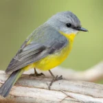 Eastern Yellow Robin, Photography by JJ Harrison