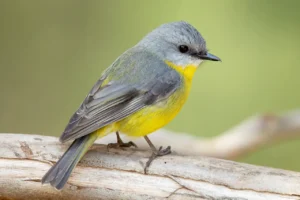 Eastern Yellow Robin