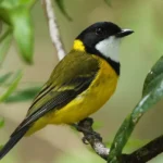 Golden Whistler Photography by Greg Miles