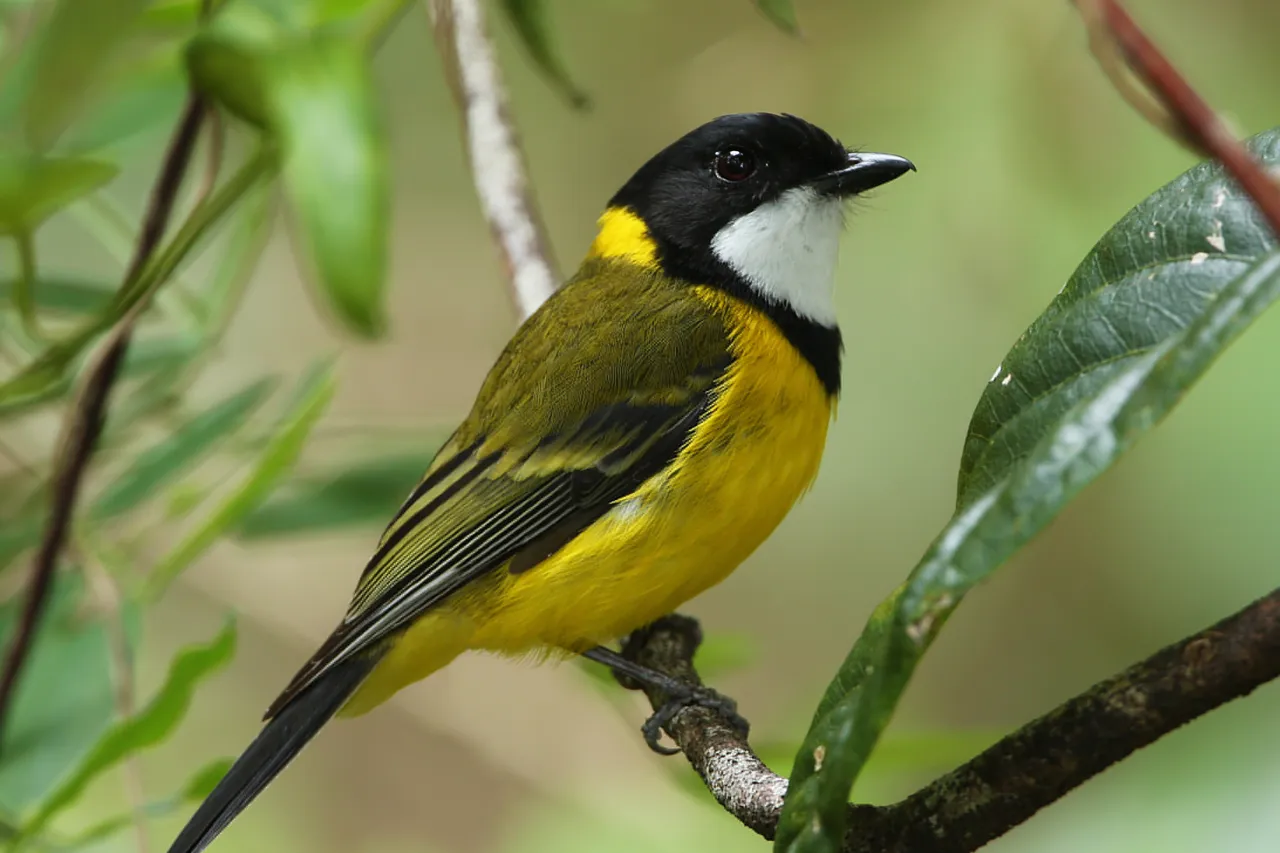 Golden Whistler