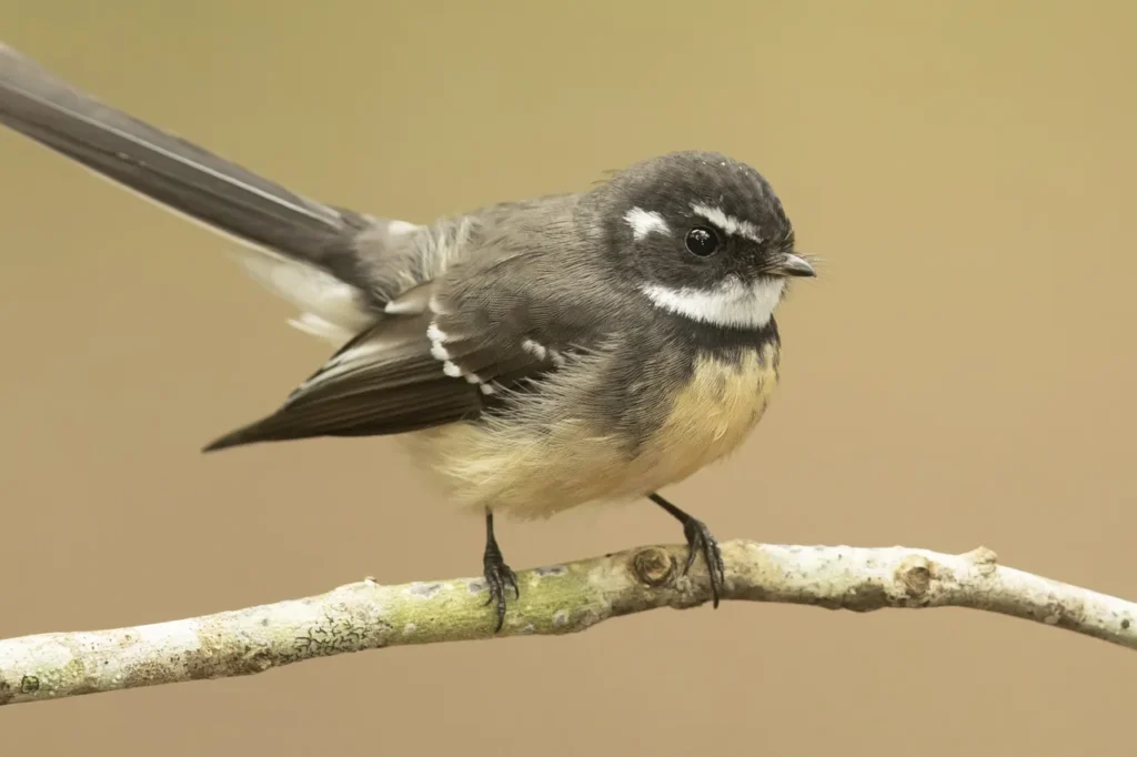 Grey Faintail, photography by JJ Harrison