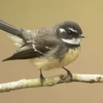Grey Faintail, photography by JJ Harrison