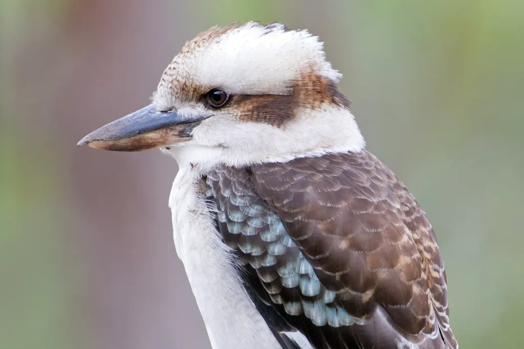 Laughing Kookaburra