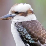 Laughing Kookaburra