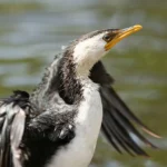 Little Pied Cormorant
