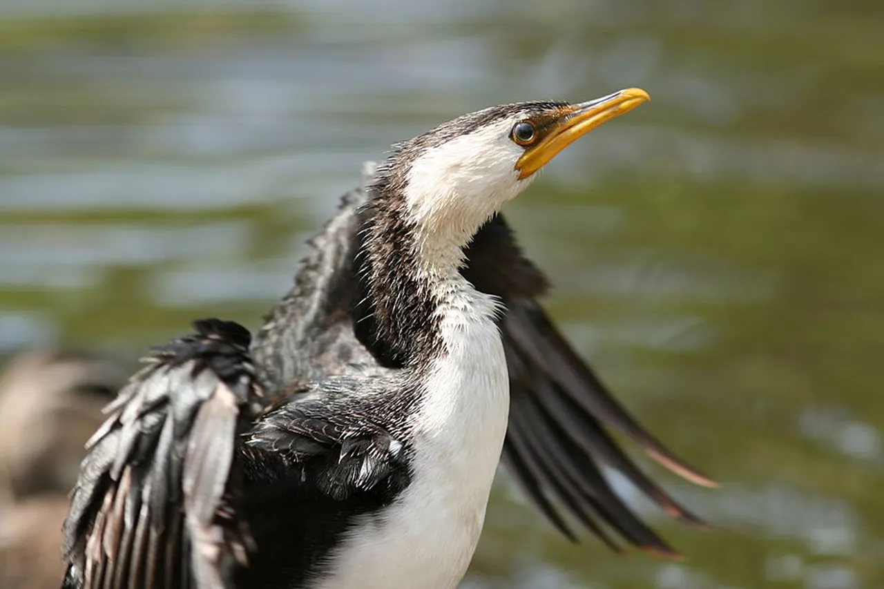 Little Pied Cormorant