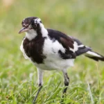 Magpie-Lark