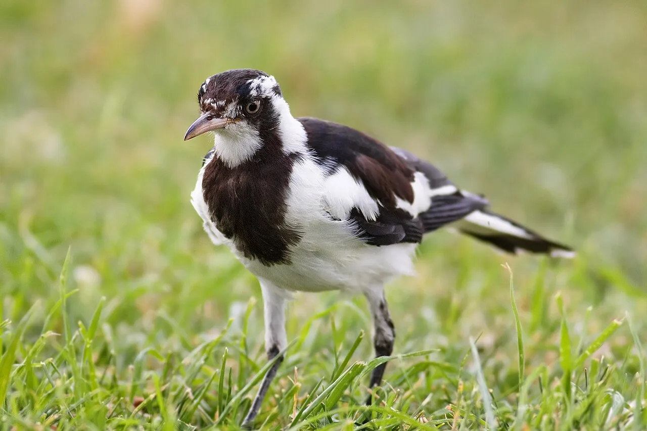 Magpie-Lark