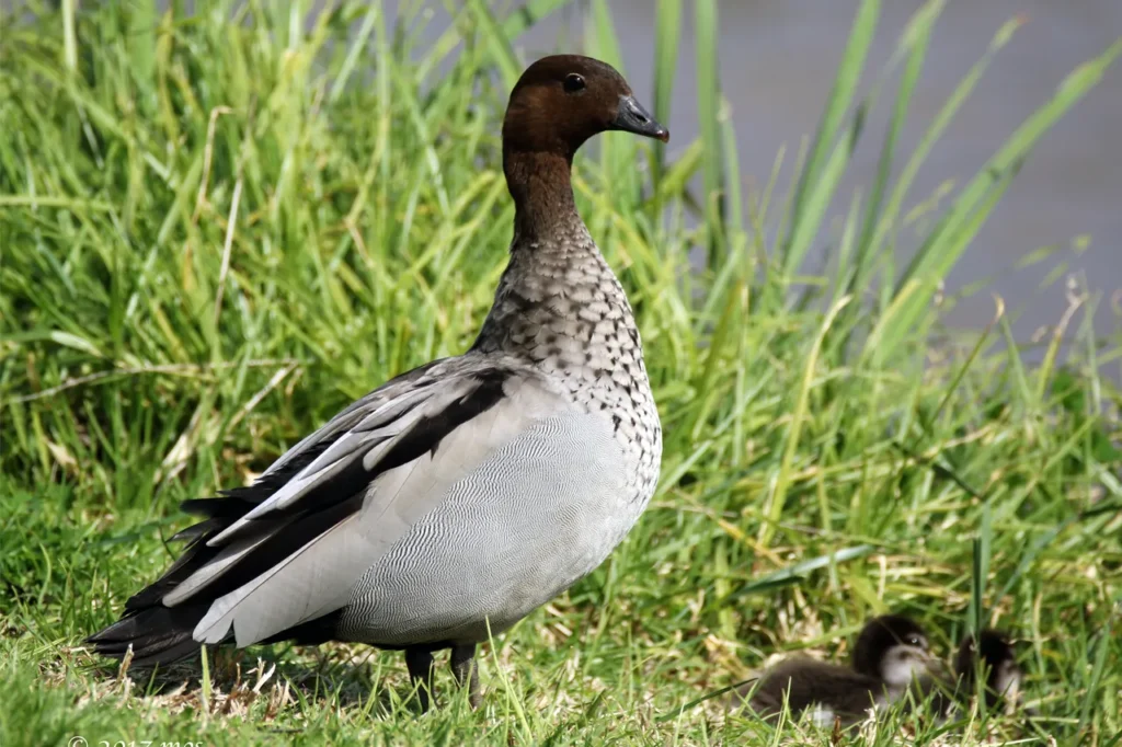 Woodland Maned Duck Nimbin