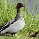 Woodland Maned Duck Nimbin