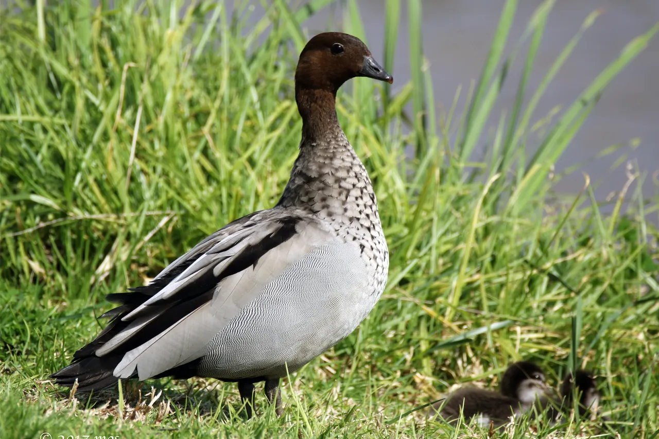 Maned Duck