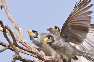 Noisy Miner