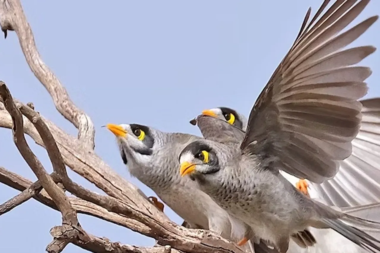 Noisy Miner