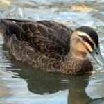 Pacific Black Duck, Photography by Dick Daniels CC BY-SA