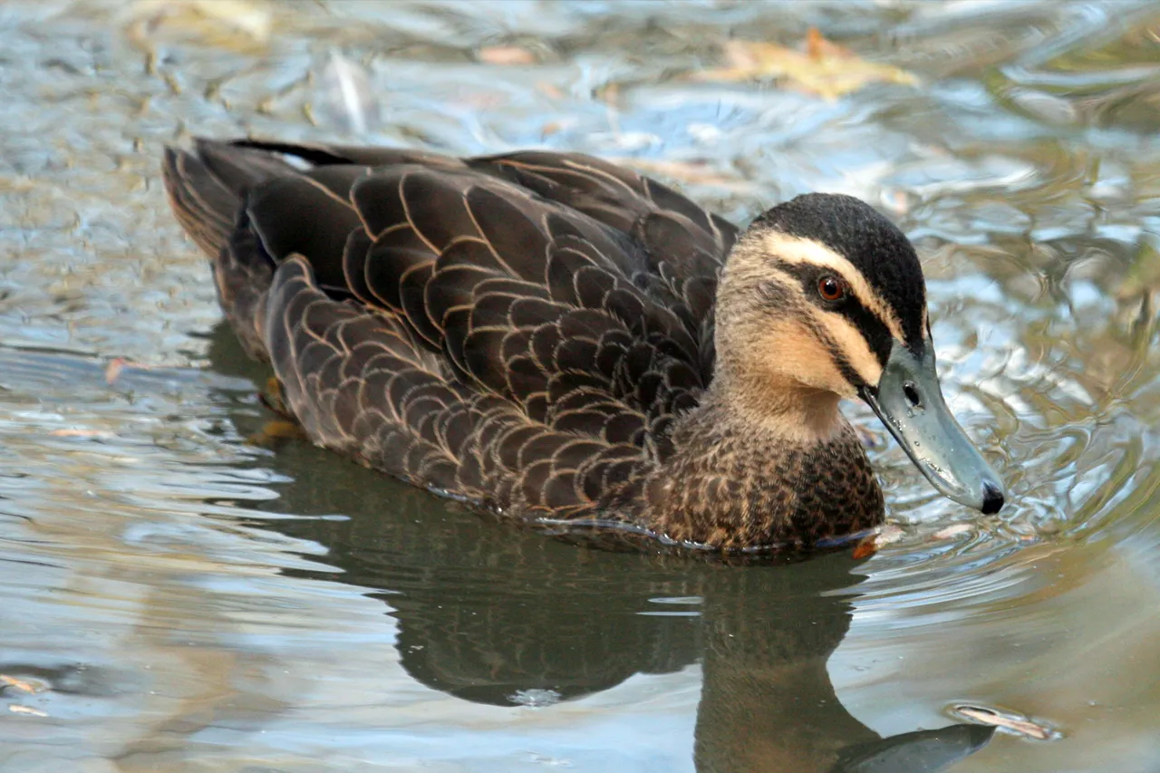 Pacific Black Duck