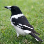 pied butcher bird