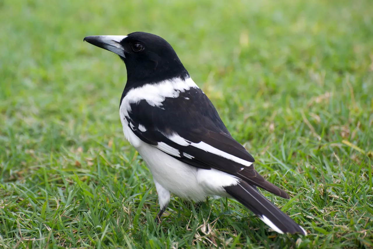 Pied Butcherbird