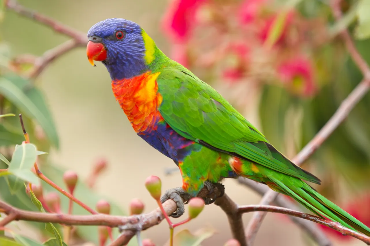 Rainbow Lorikeet