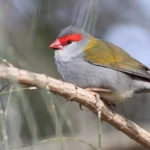 Red-browed Finch in Nimbin, Northern Rivers