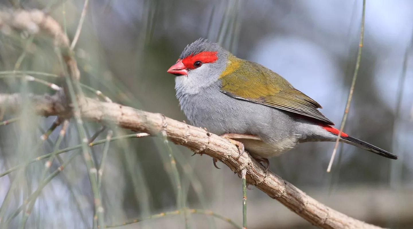 Red-browed Finch in Nimbin, Northern Rivers